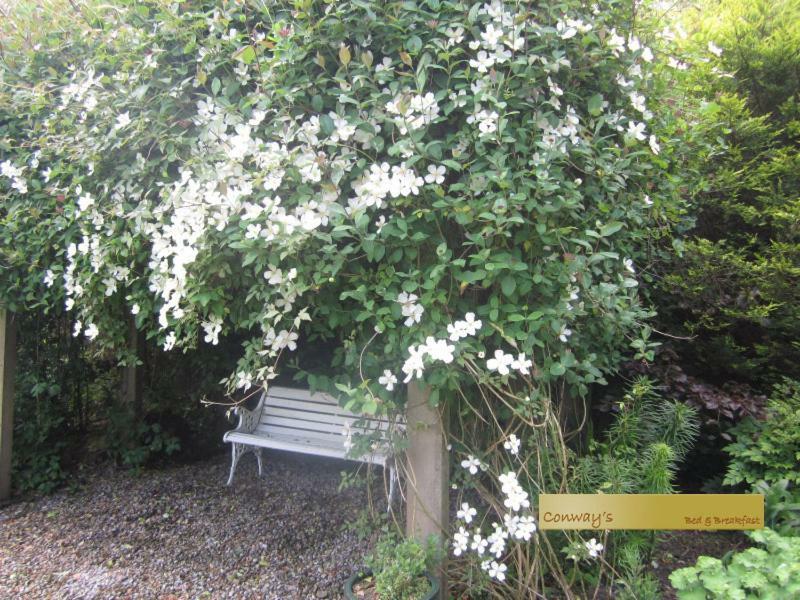 Conways B&B 克莱尔莫里斯 外观 照片